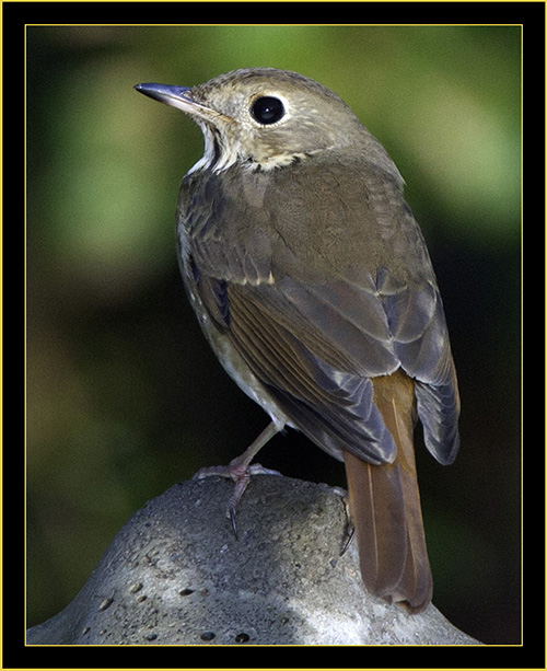 Hermit Thrush - Skidaway Island State Park