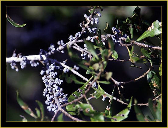 Wax Myrtle Berries - Skidaway Island State Park