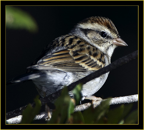 Chipping Sparrow - Skidaway Island State Park