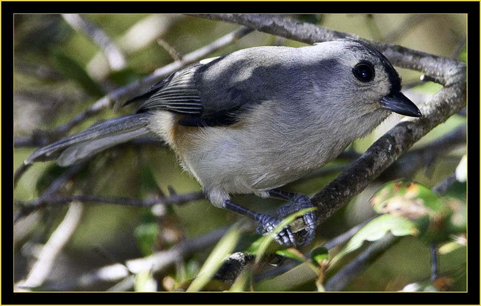 Tufted Titmouse - Skidaway Island State Park