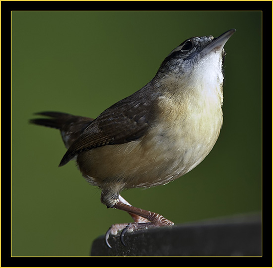 Carolina Wren - Skidaway Island State Park