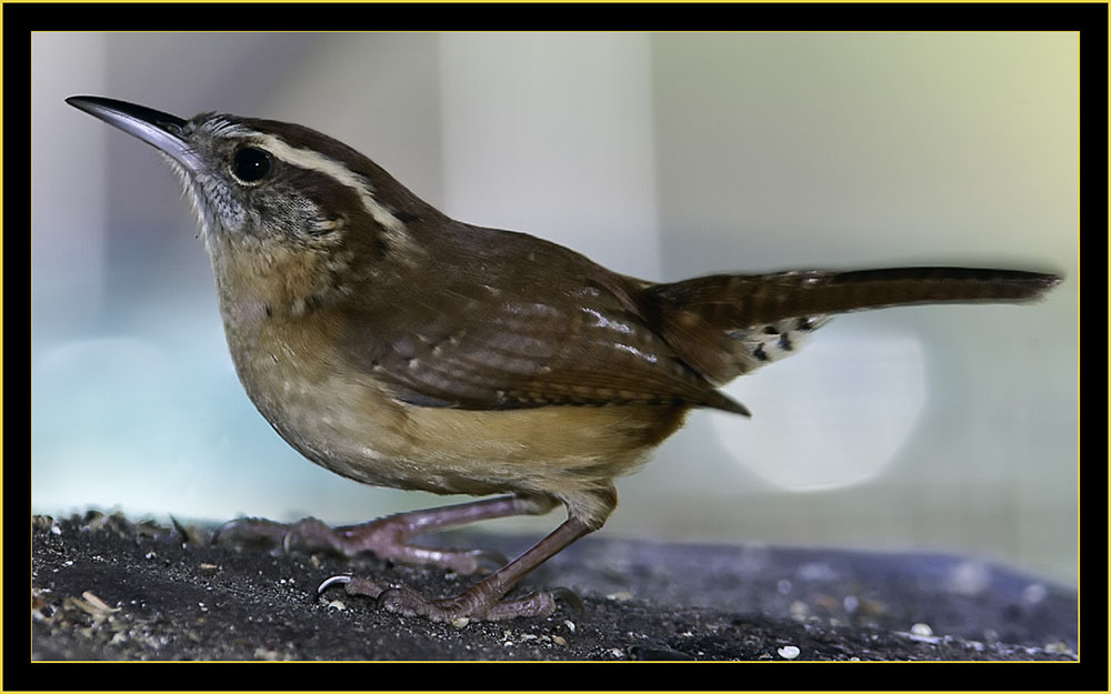 Carolina Wren - Skidaway Island State Park