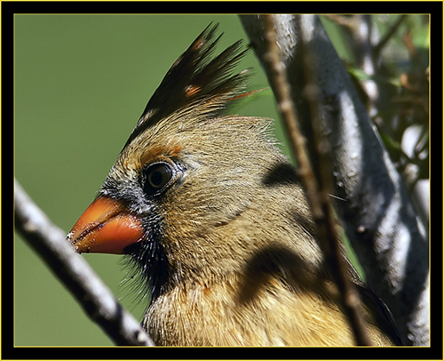 Female Northern Cardinal - Skidaway Island State Park