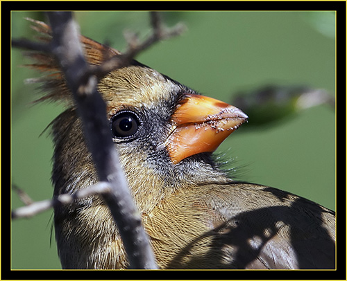 Female Northern Cardinal - Skidaway Island State Park