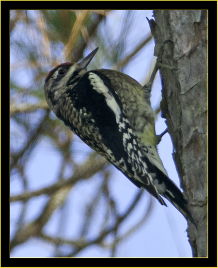 Yellow-bellied Sapsucker at Long Distance - Skidaway Island State Park
