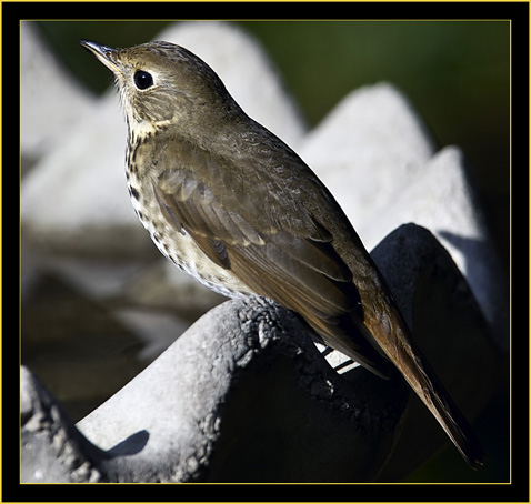 Hermit Thrush - Skidaway Island State Park