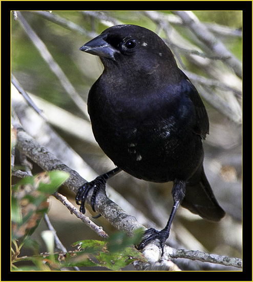 Brown-headed Cowbird - Skidaway Island State Park