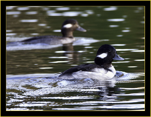 Buffleheads, Lake Mayer, Savannah Georgia