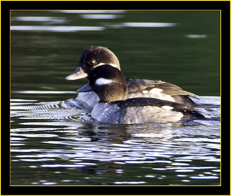 Buffleheads, Lake Mayer, Savannah Georgia