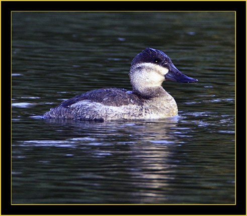 Ruddy Duck, Lake Mayer, Savannah Georgia