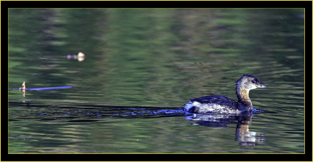 Pied-billed Grebe, Lake Mayer, Savannah Georgia