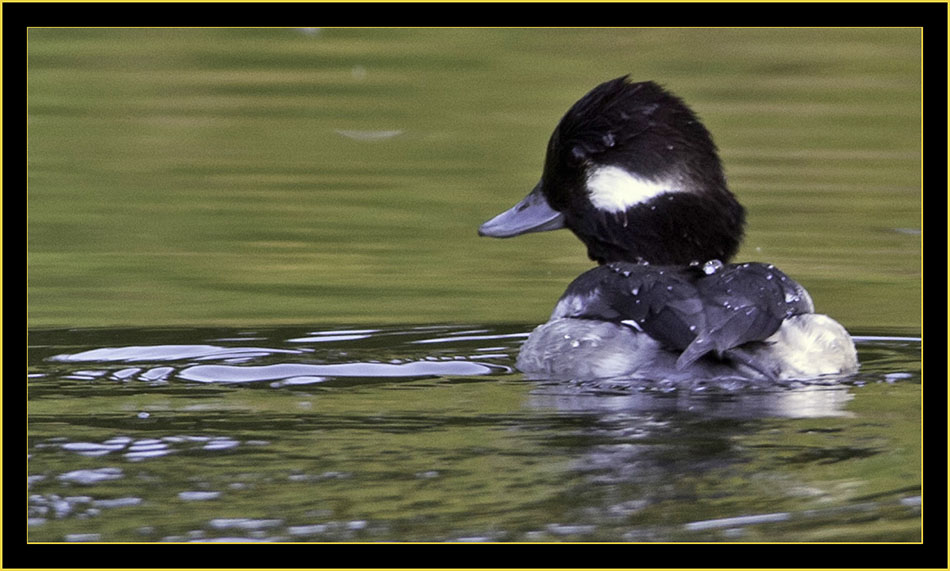 Bufflehead, Lake Mayer, Savannah Georgia