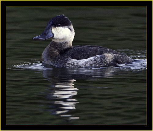 Ruddy Duck, Lake Mayer, Savannah Georgia