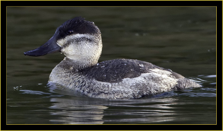 Ruddy Duck, Lake Mayer, Savannah Georgia