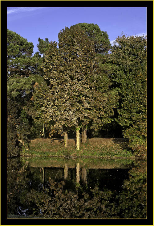 Late Afternoon Light - Lake Mayer, Savannah