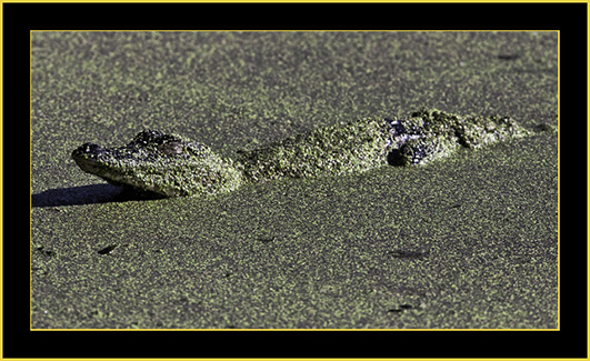 American Alligator in Duckweed - Harris Neck National Wildlife Refuge