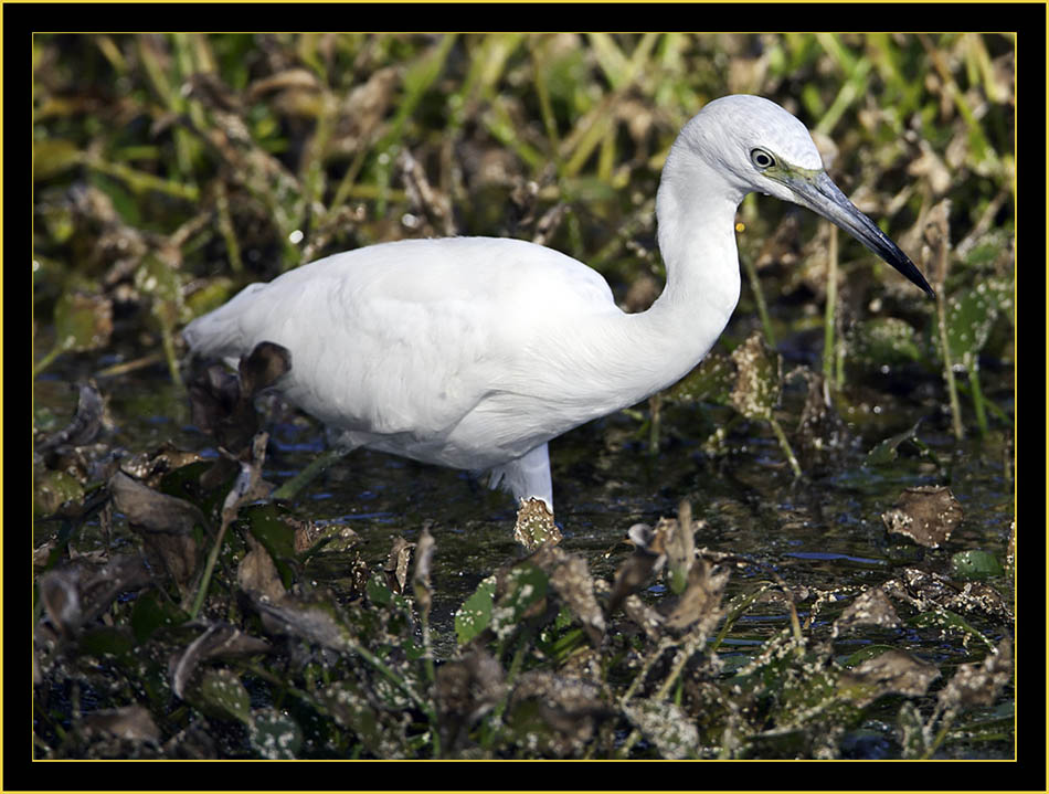 Juvenile Little Blue Heron - Harris Neck National Wildlife Refuge