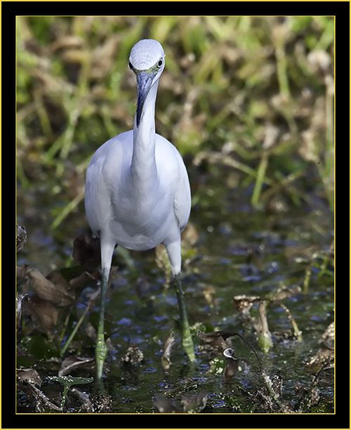 Juvenile Little Blue Heron - Harris Neck National Wildlife Refuge