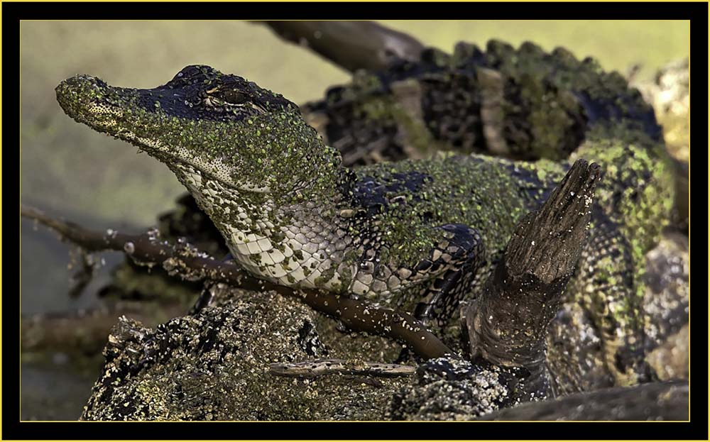 American Alligator - Harris Neck National Wildlife Refuge