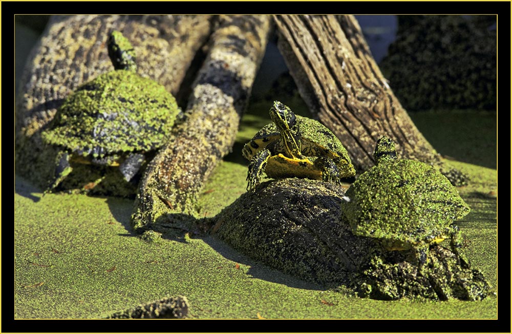 Turtles - Harris Neck National Wildlife Refuge