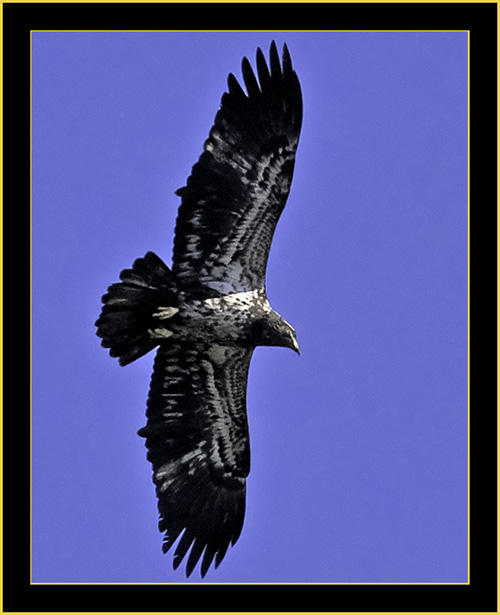 Juvenile Bald Eagle - Harris Neck National Wildlife Refuge