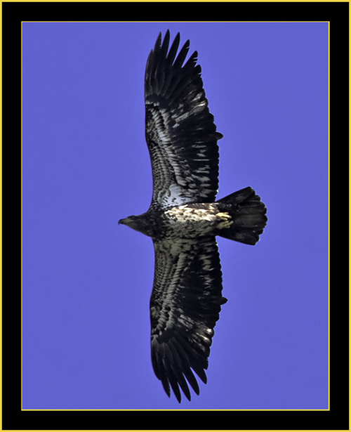 Juvenile Bald Eagle - Harris Neck National Wildlife Refuge