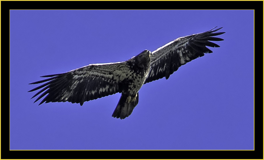 Juvenile Bald Eagle - Harris Neck National Wildlife Refuge