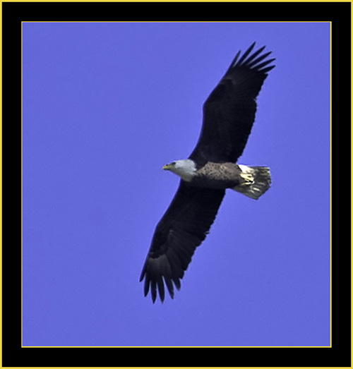 Bald Eagle - Harris Neck National Wildlife Refuge