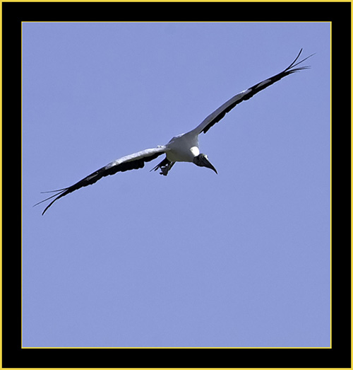 Wood Stork - Harris Neck National Wildlife Refuge