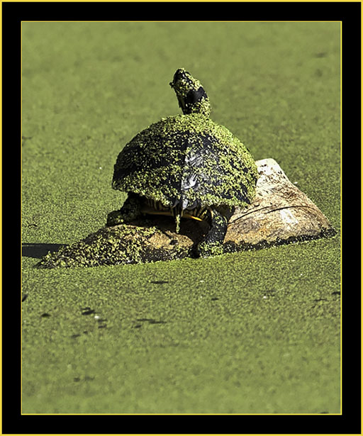 Turtle in Duckweed - Harris Neck National Wildlife Refuge