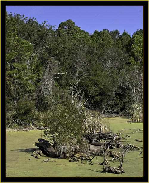 Woody Pond - Harris Neck National Wildlife Refuge