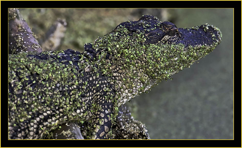 American Alligator - Harris Neck National Wildlife Refuge