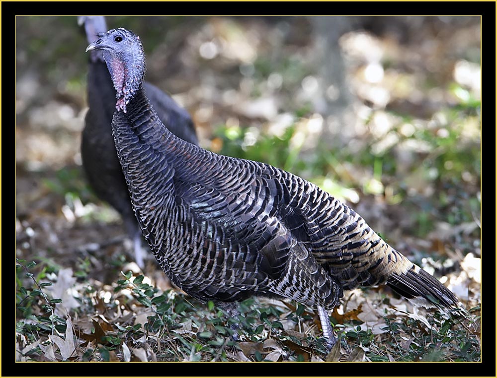Wild Turkey - Belvedere Island, Georgia