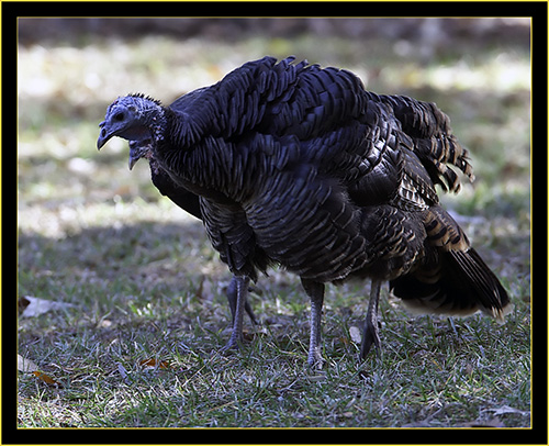 Wild Turkey - Belvedere Island, Georgia