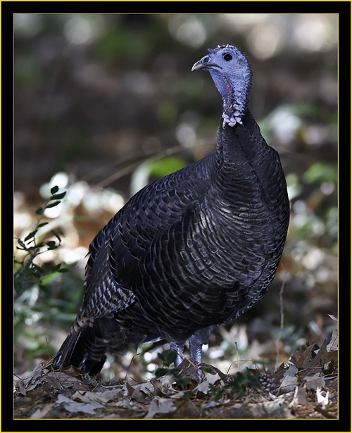 Wild Turkey - Belvedere Island, Georgia