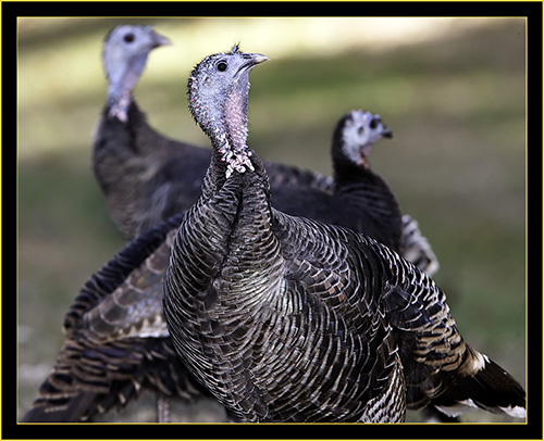 Wild Turkey - Belvedere Island, Georgia