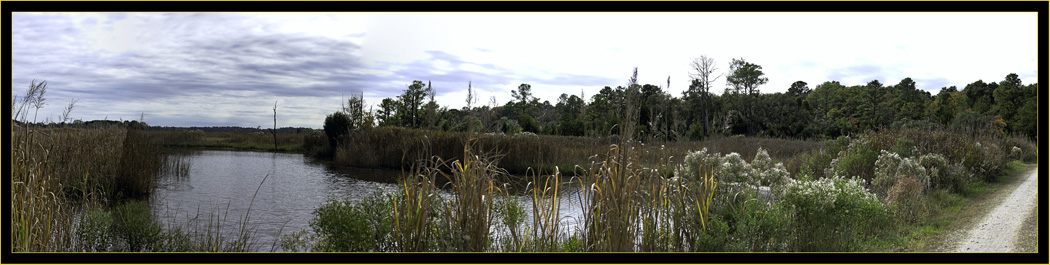 View from Donnelly Wildlife Management Area - Green Pond, South Carolina