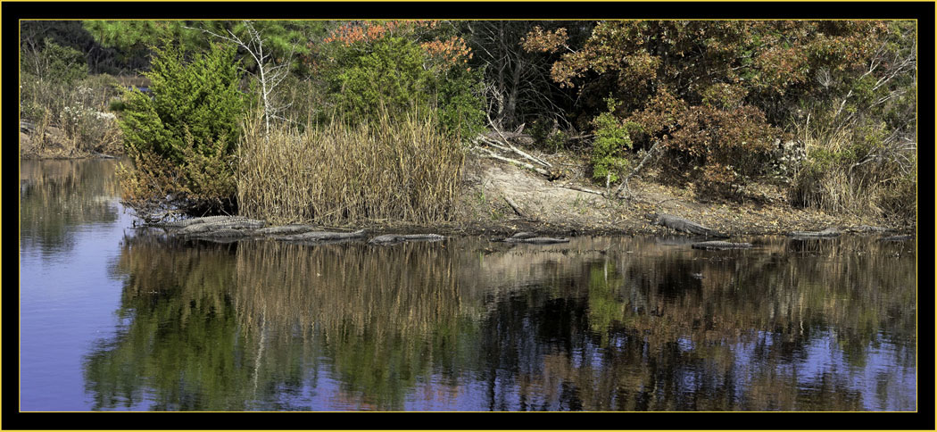 View from Donnelly Wildlife Management Area - Green Pond, South Carolina