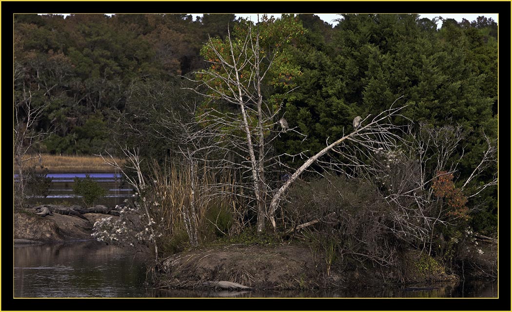 Community Life - Donnelly Wildlife Management Area, Green Pond, South Carolina