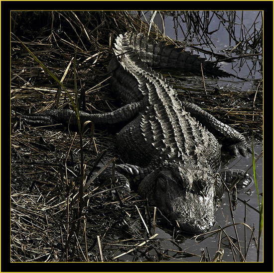 American Alligator - Donnelly Wildlife Management Area...