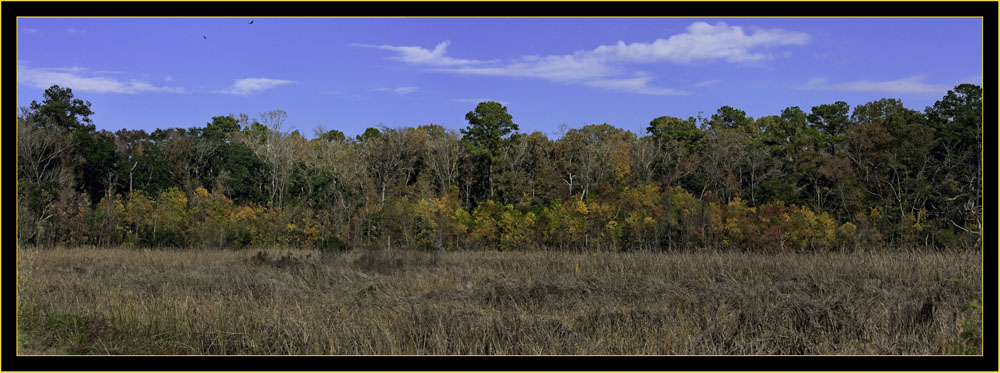 View from Donnelly Wildlife Management Area - Green Pond, South Carolina