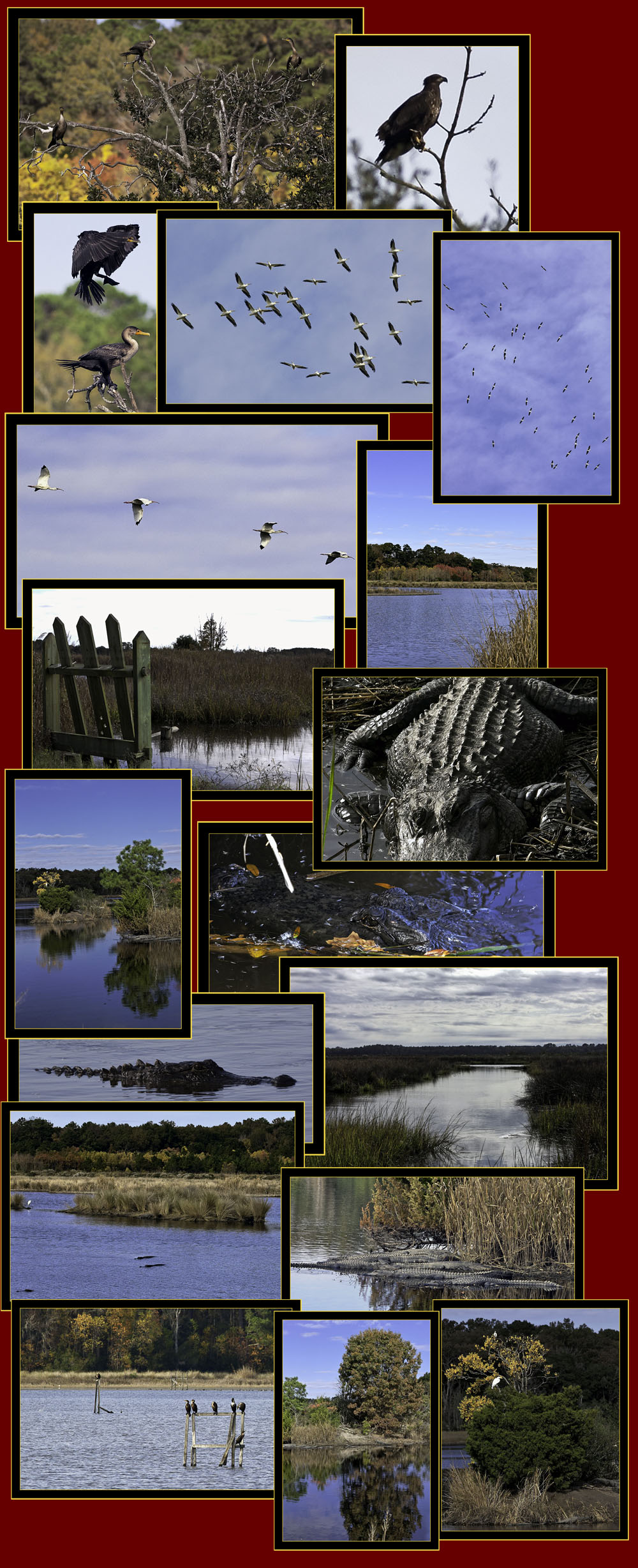 Views from Donnelly Wildlife Management Area - Green Pond, South Carolina