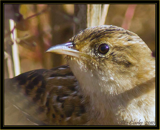 The Elusive Sedge Wren - Harris Neck National Wildlife Refuge