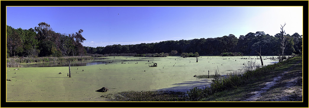 Composite View of Woody Pond - Harris Neck National Wildlife Refuge