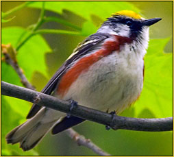 Chestnut-sided Warbler