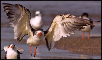 Black Skimmer