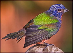 Painted Bunting