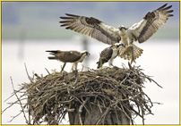 Mother Osprey