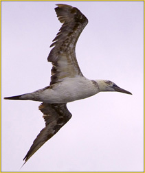 Northern Gannet