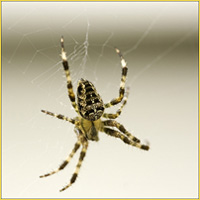 Garden Spider